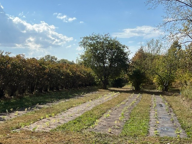 A clearing in a wooded area with small plants planted into black landscaping fabric.